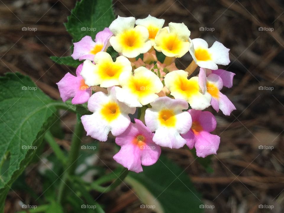 Lantana flower