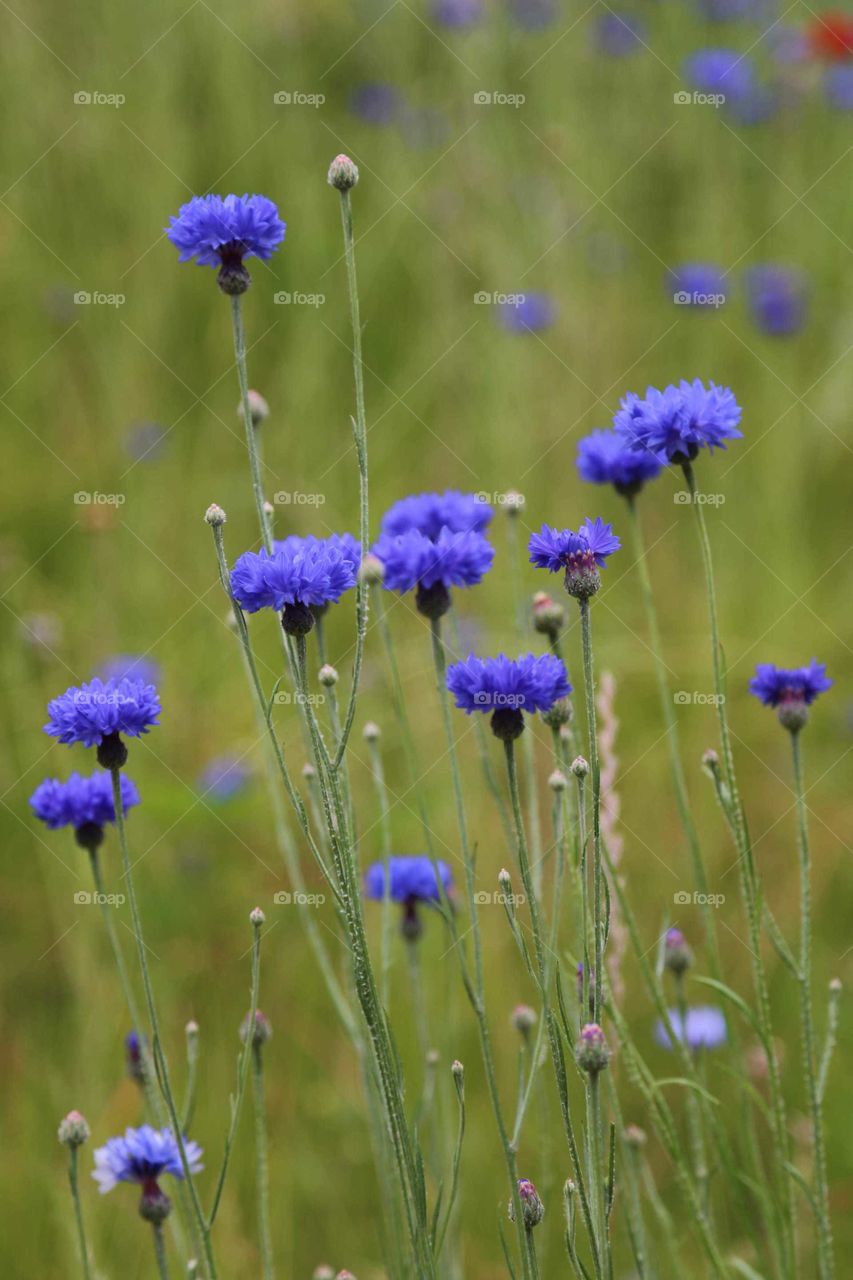 Blue Cornflower