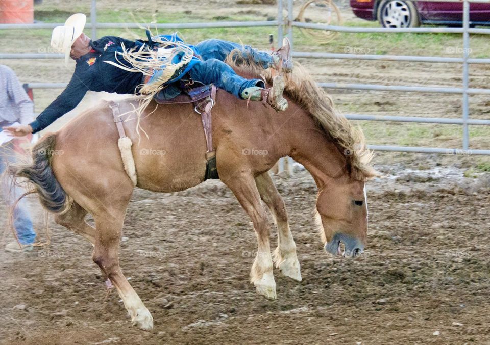 Bucking bronco at a rodeo