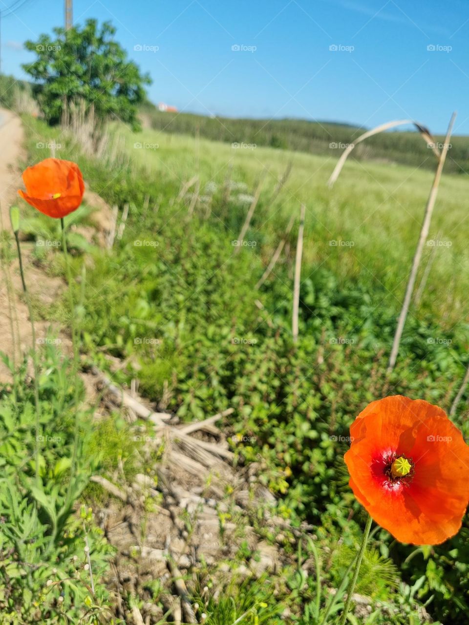 poppies in the field