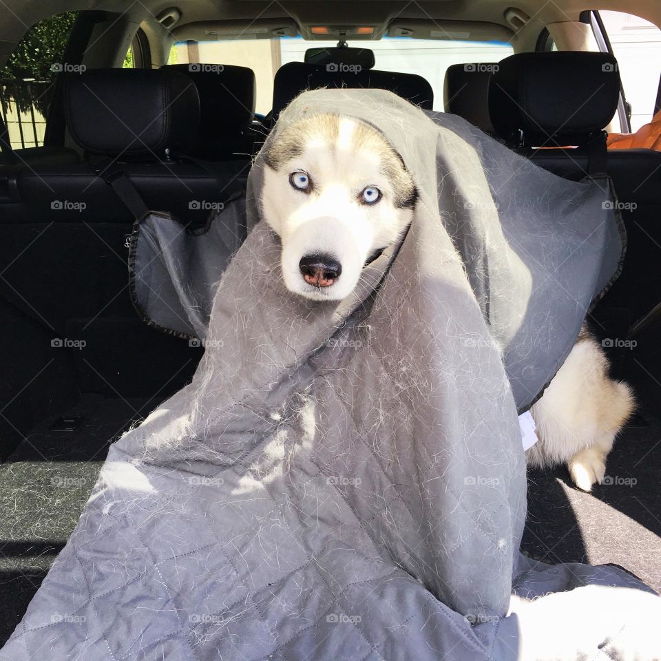Sky Husky caught in trunk protector 