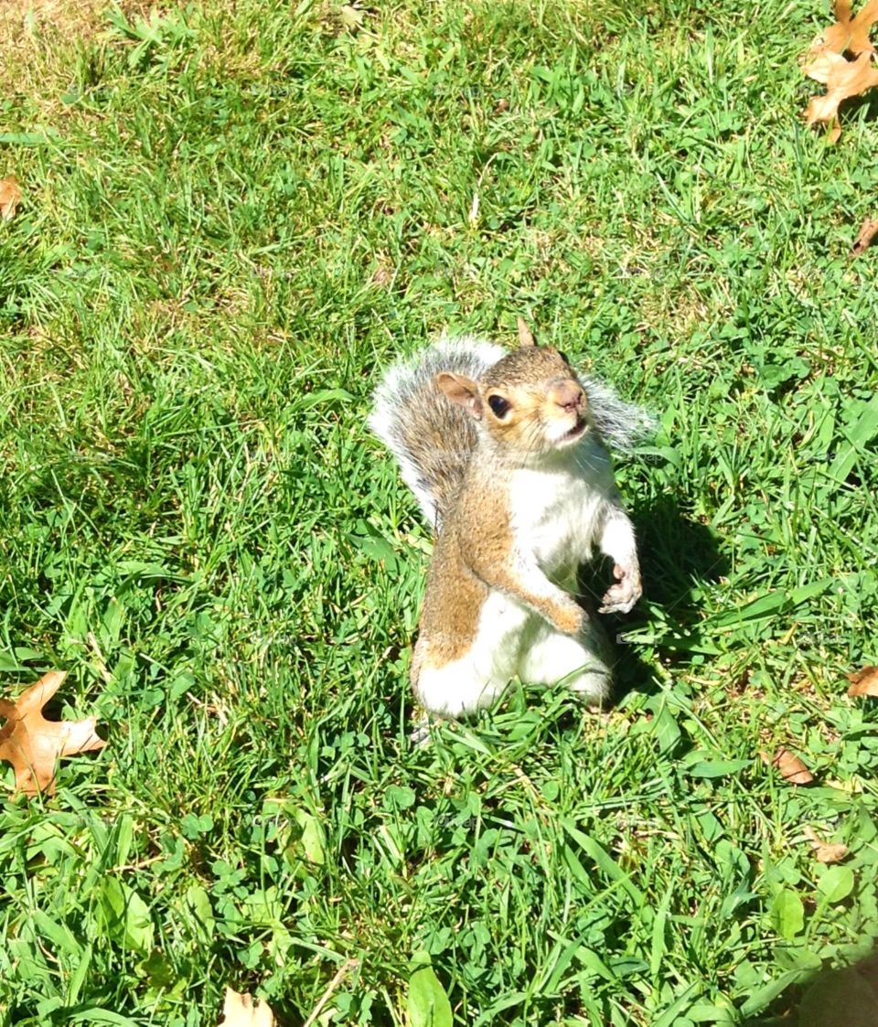 Squirrel 