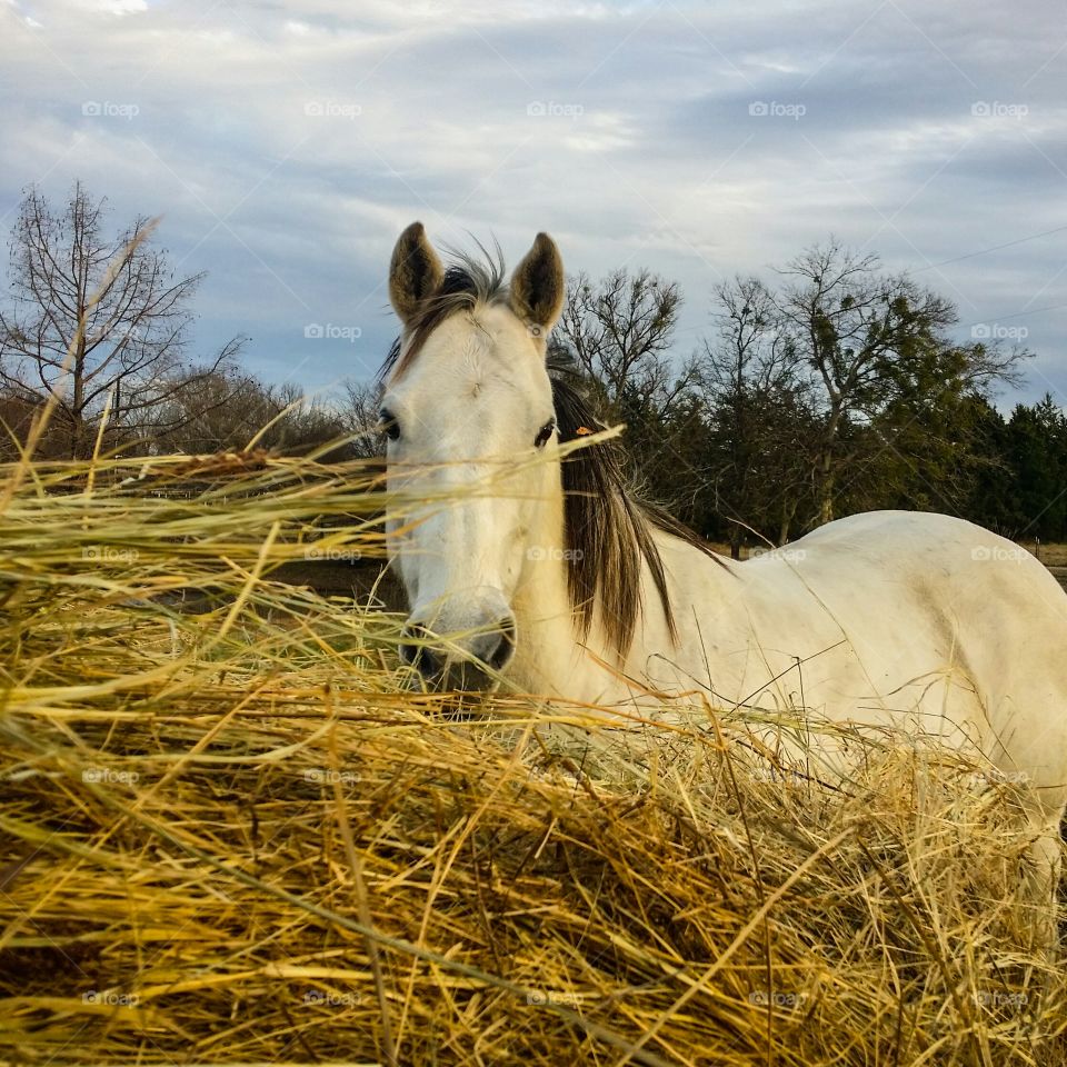 A Gray Horse Looking Thru the Hay in a Pasture