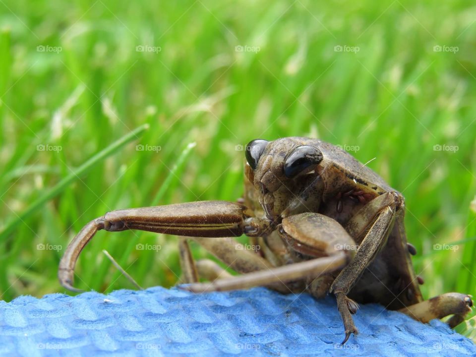 My mom and I were gardening this past summer and came across this waterbug. He chilled on our kneeling pad before scuttling off somewhere. 