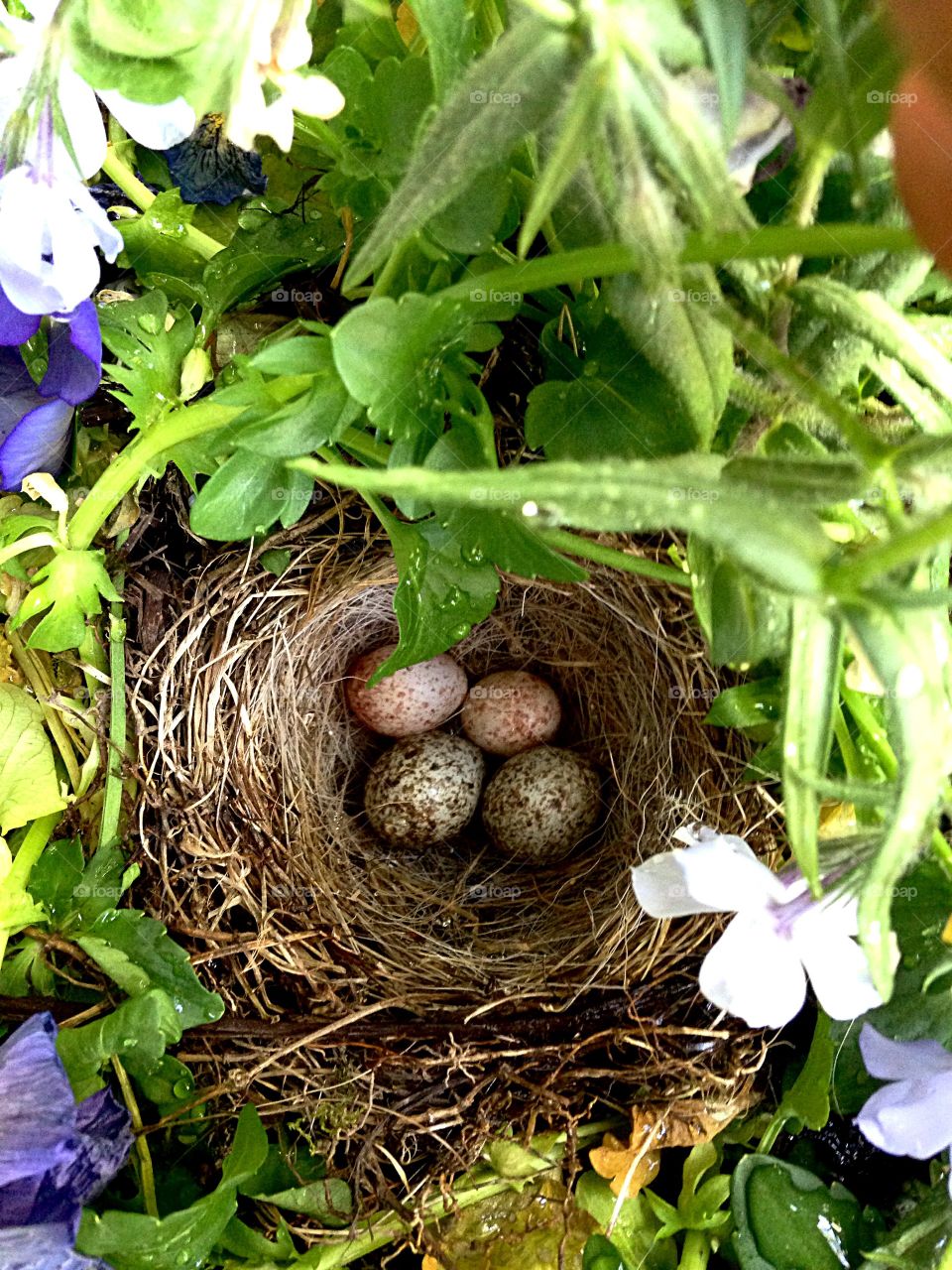 Hidden birds nest. Birds nest in planter box