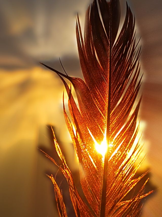 Hope is the feather that reminds us we have wings.