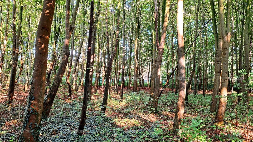 Young trees and Autumn colours.
The first Autumn days in the Magdalena forest.