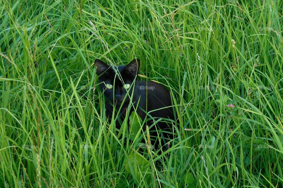 black 🖤 cat in green grass looking