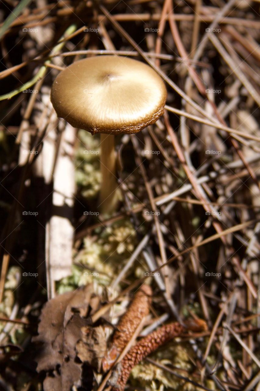 Golden mushroom