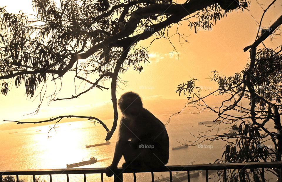 monkey at sunset. monkey sitting on fence near ocean at sunset