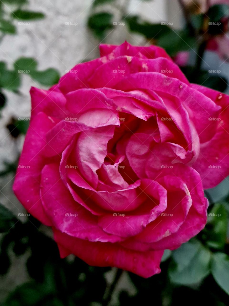 pink rose