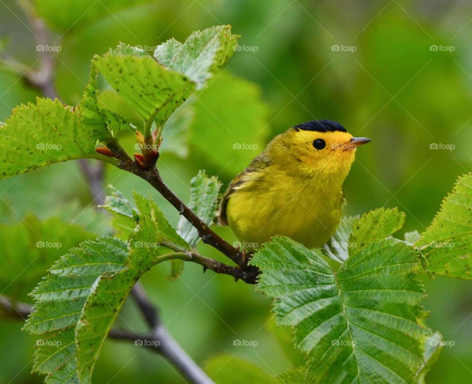 Nature, Bird, No Person, Leaf, Wildlife