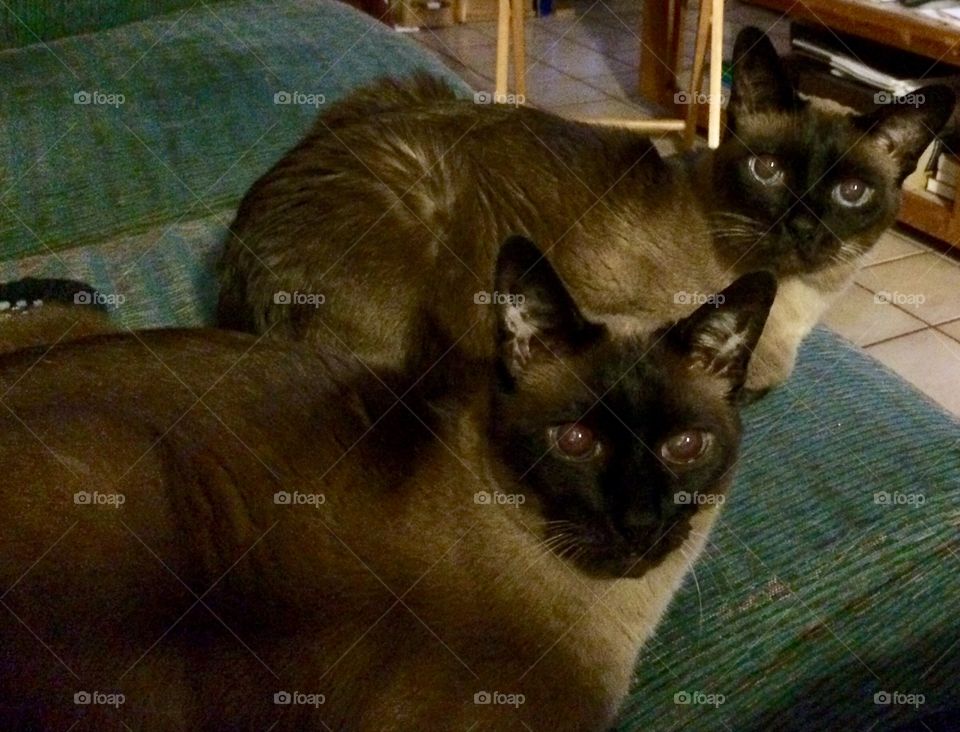 We are not moving till you feed us NOW !!!!