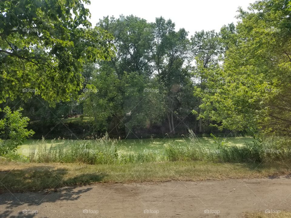 Tree, Landscape, Wood, Nature, Grass