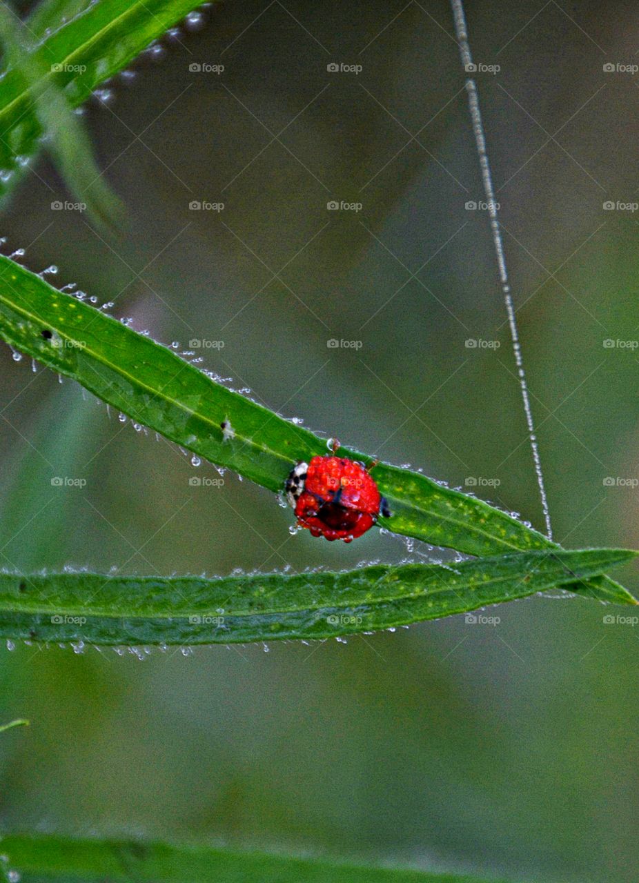 
 Close-up and macro - A red and black dew covered ladybug walking up a dew covered blade of sawgrass