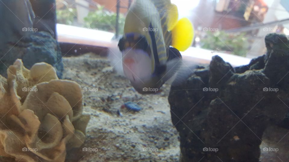 fish in salt water tank