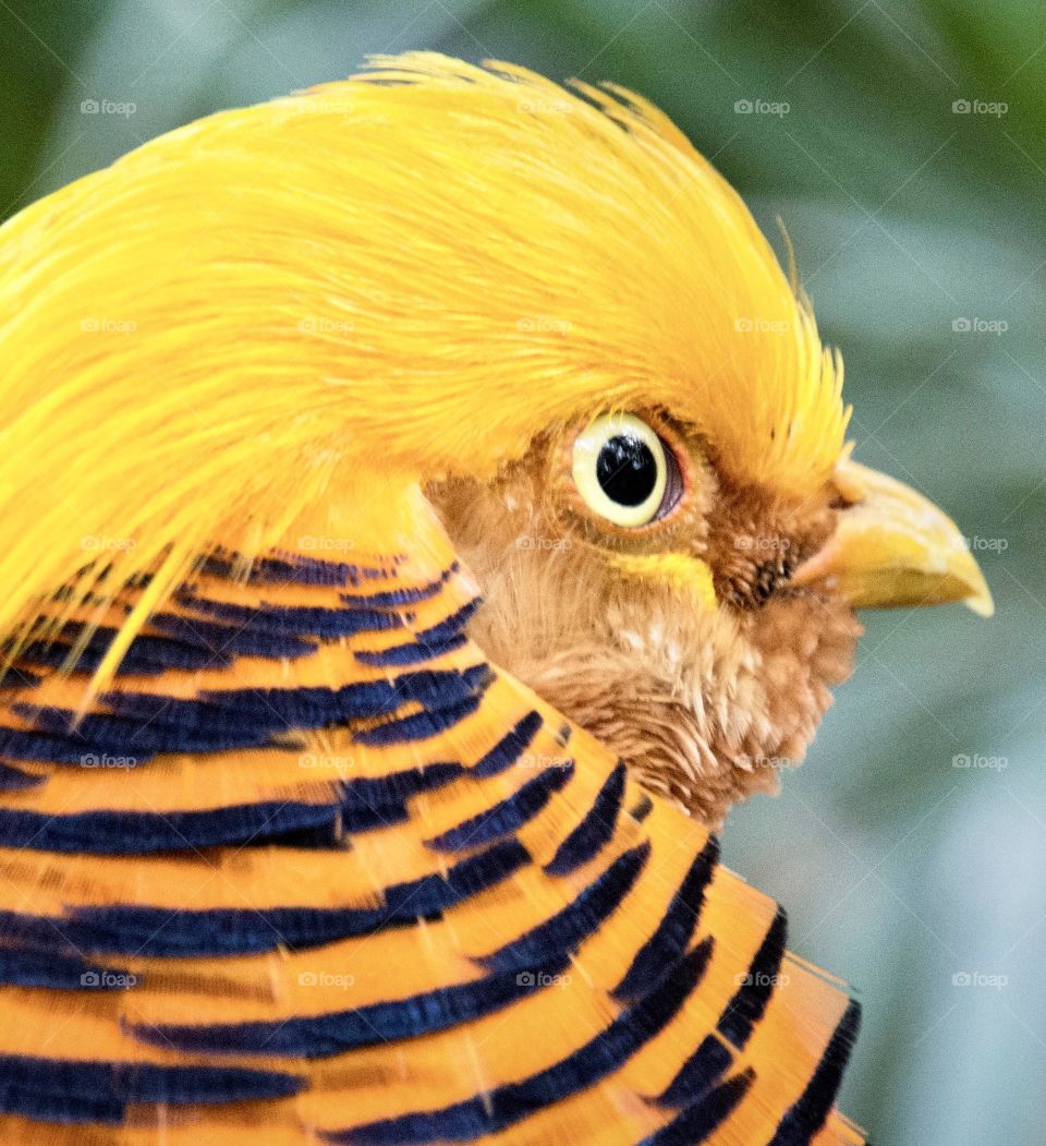 Golden eye, Golden pheasant close up
