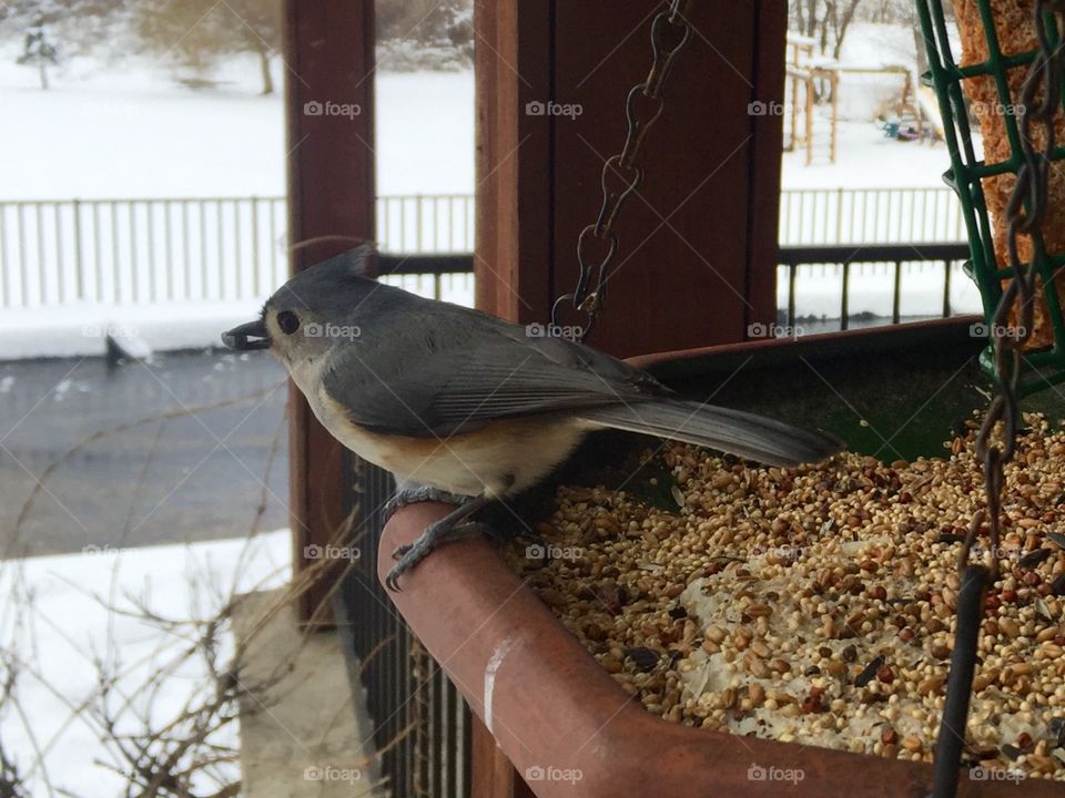 Tufted Titmouse feeding from feeder on snowy winter day