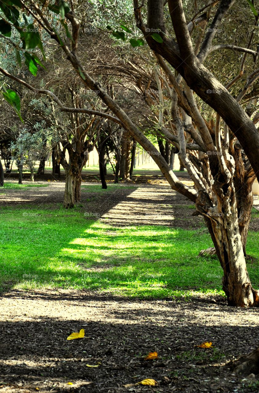 light and shadow in the park of Valencia