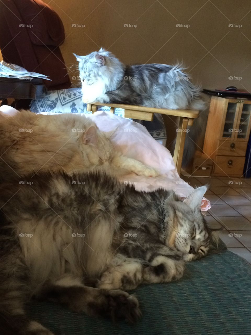 💤💤💤💤 Caturday afternoon😸😺😼😽😻😸