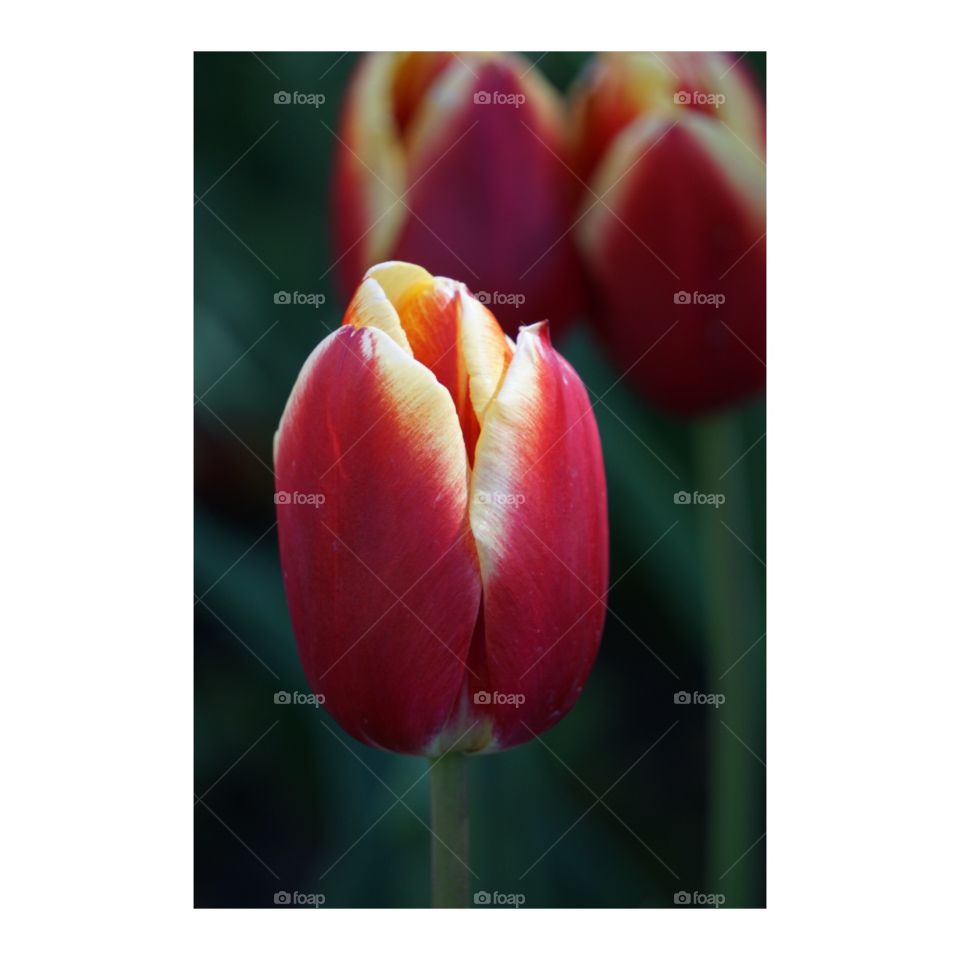 Tulips, a beacon of spring. 