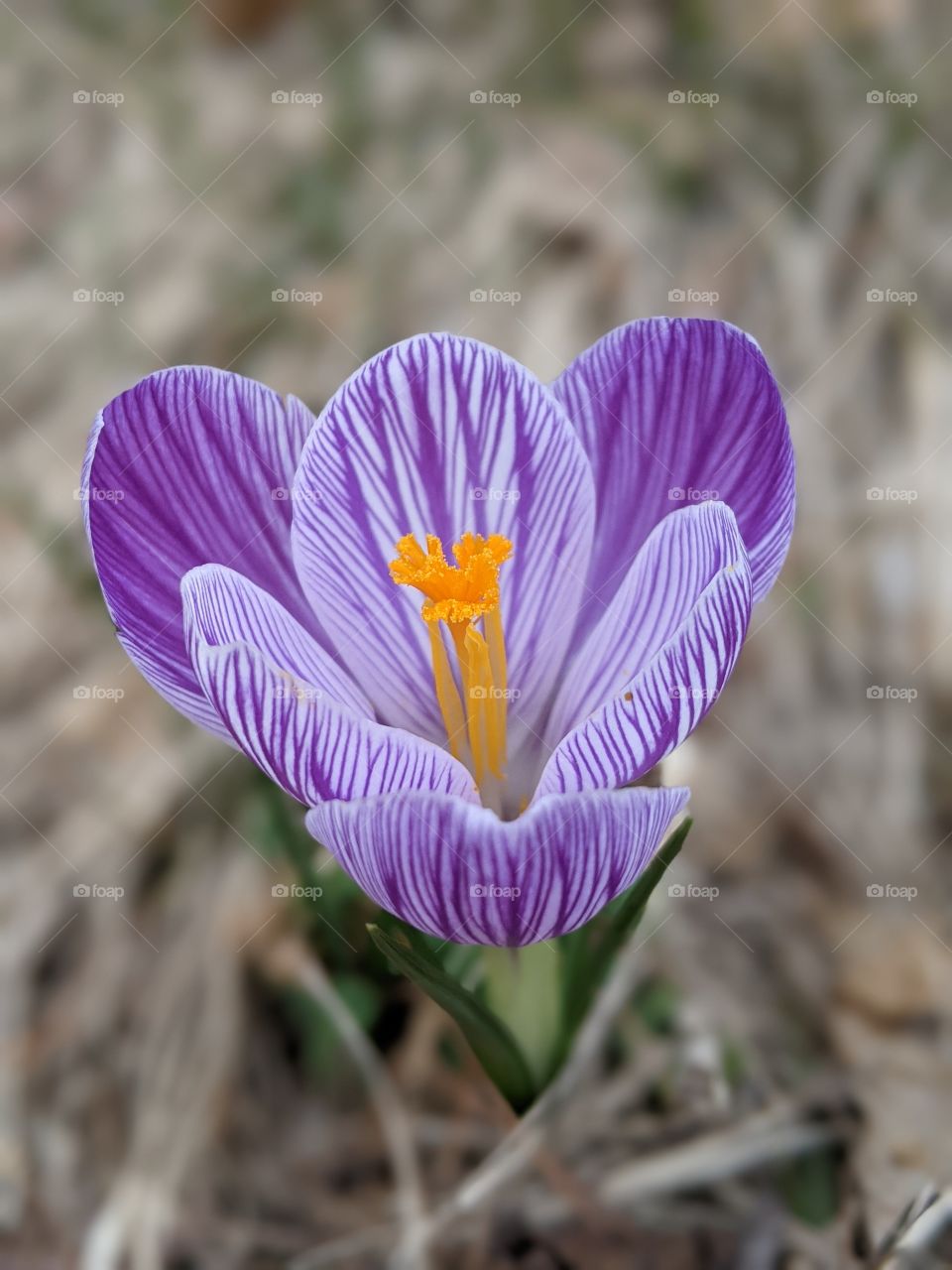 Hocus Crocus