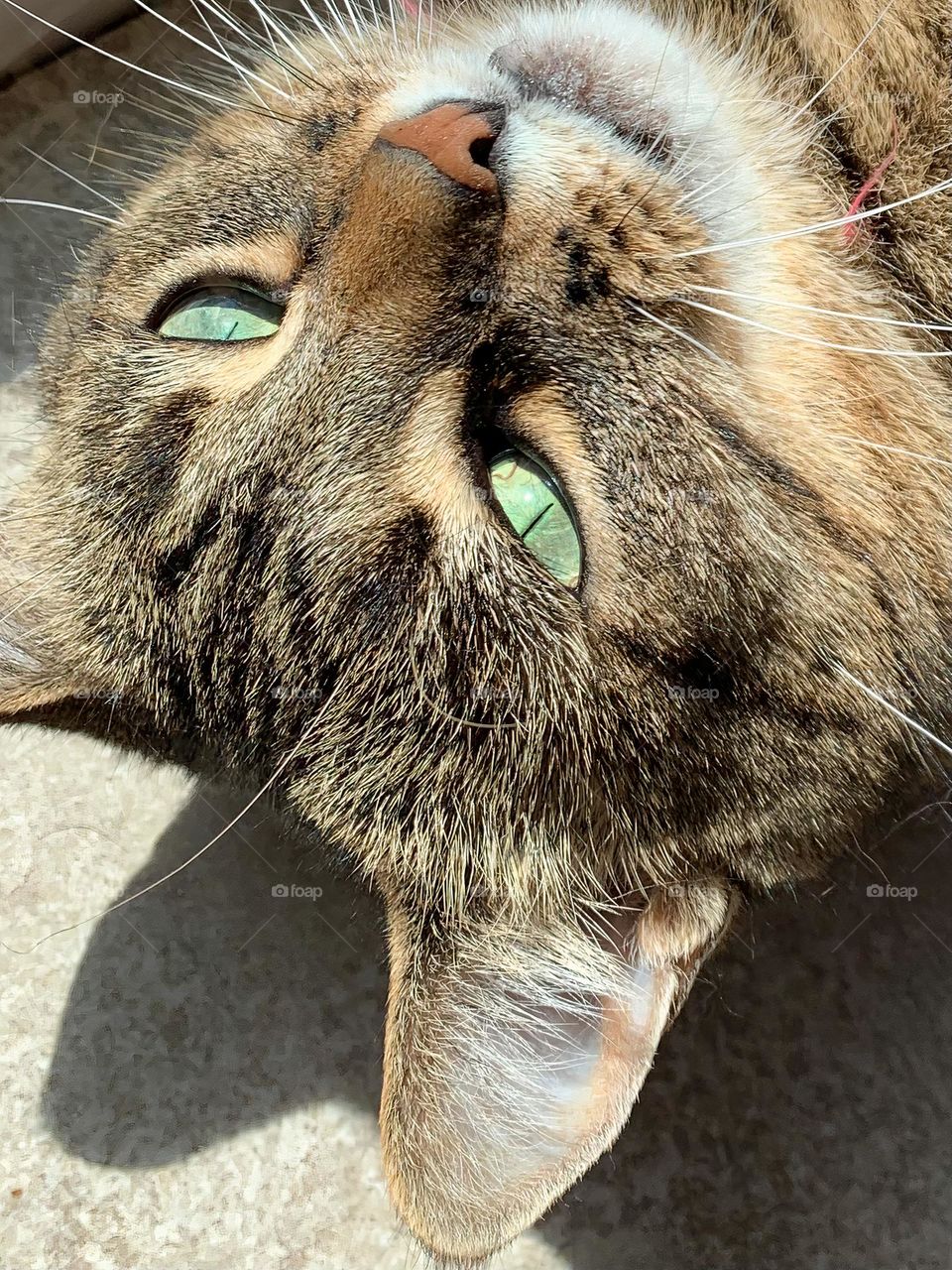 Soft Look On The Female Cat Relaxing And Enjoying The Warmth From The Sun rays Through The Glass Door Where She Is Laying Down.