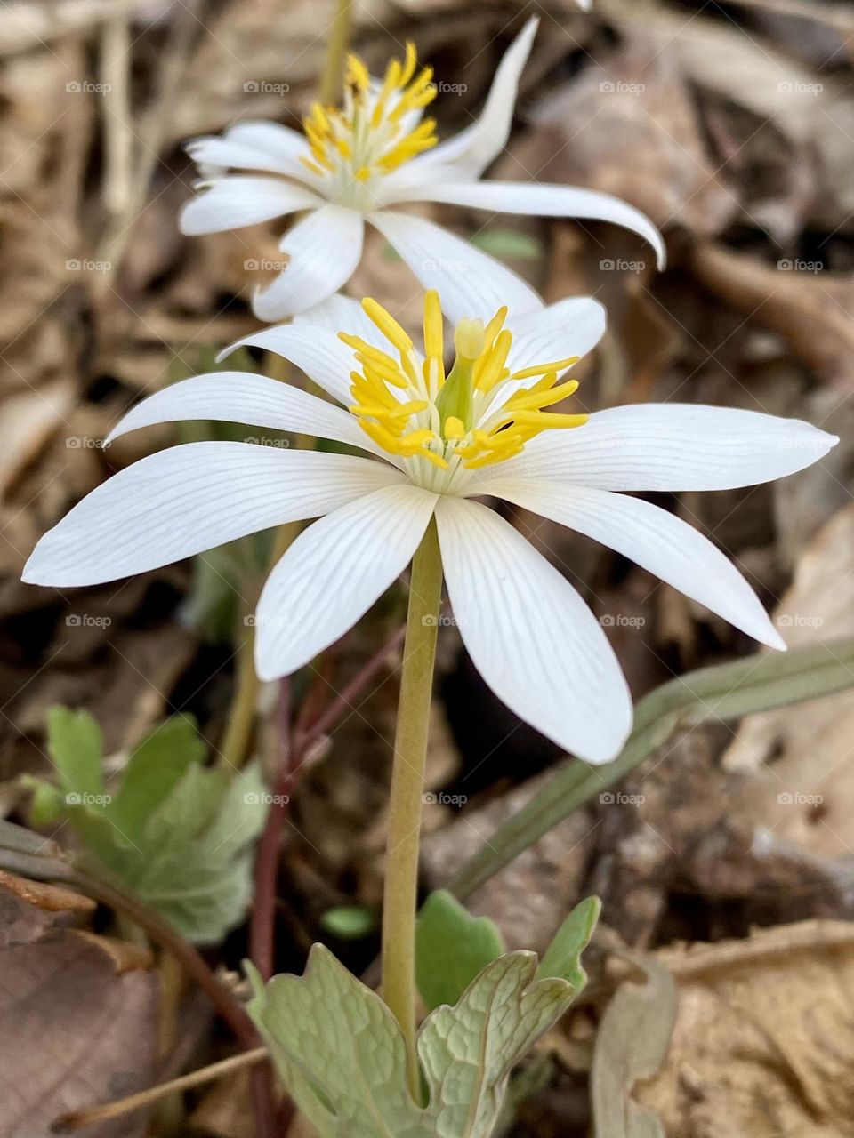 Two spring wildflowers emerging from the leaf litter on the forest floor
