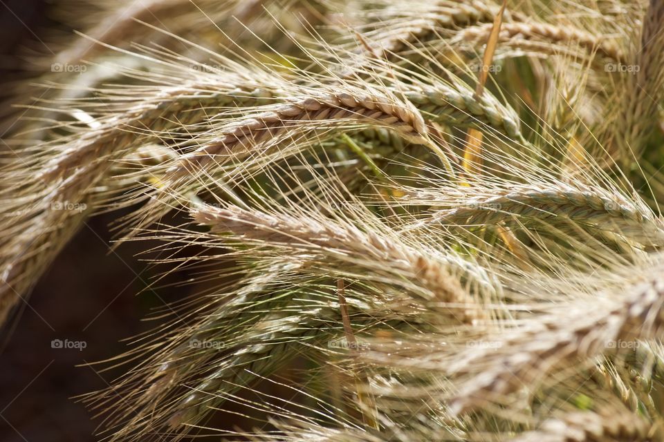 Texture of wheat 