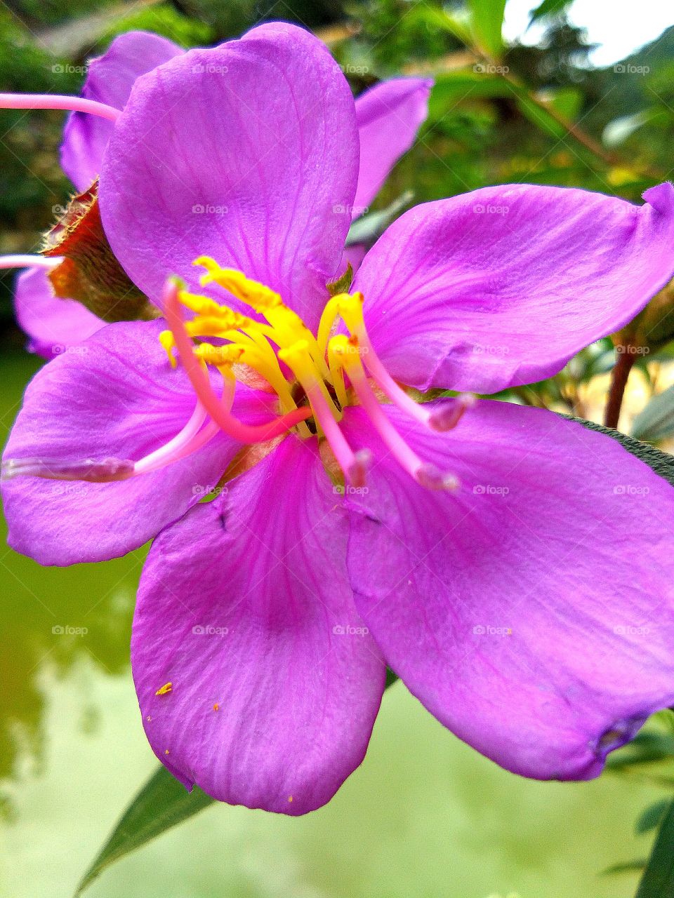 The Flower of Melastoma malabathricum. (Melastomataceae) is one of the 22 species found in the Southeast Asian region, including Malaysia. Ethnopharmacologically, the leaves, shoots, barks, seeds, and roots of M.malabathricum have been used to treat diarrhoea, dysentery, hemorrhoids, cuts and wounds, toothache, and stomachache.
Local name:gosing,senduduk