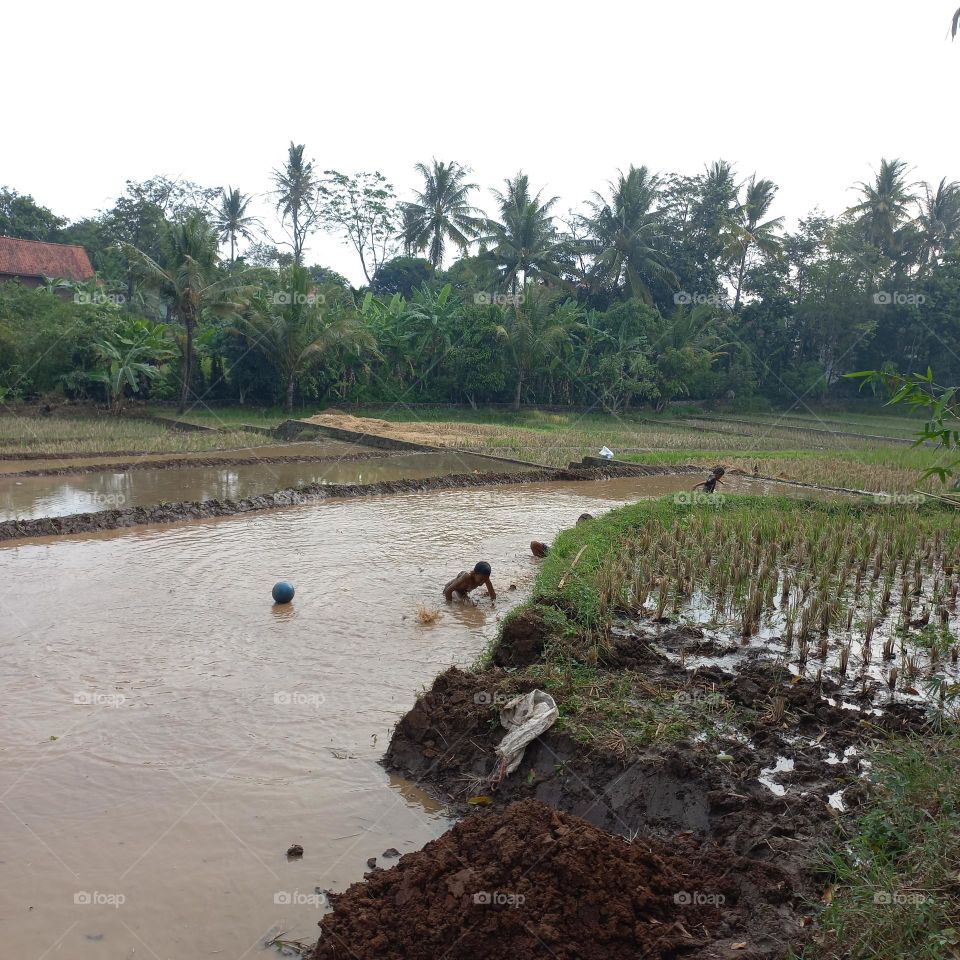 The excitement of small children playing in the rice fields