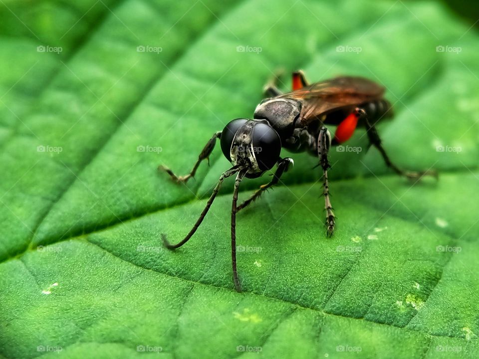 A small wasp is resting on a leaf. Its bright colors are very attractive. This wasp is very difficult to photograph, guys.