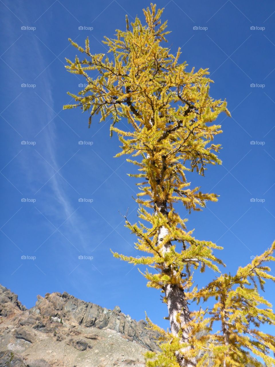Golden Larch. Majestic Golden Larch in high Alpine Lakes Wilderness