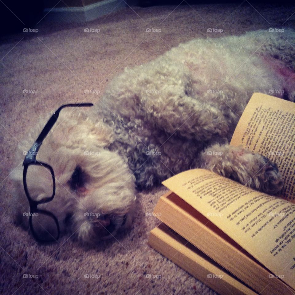 Scholarly dog worn out from a long night of reading. 