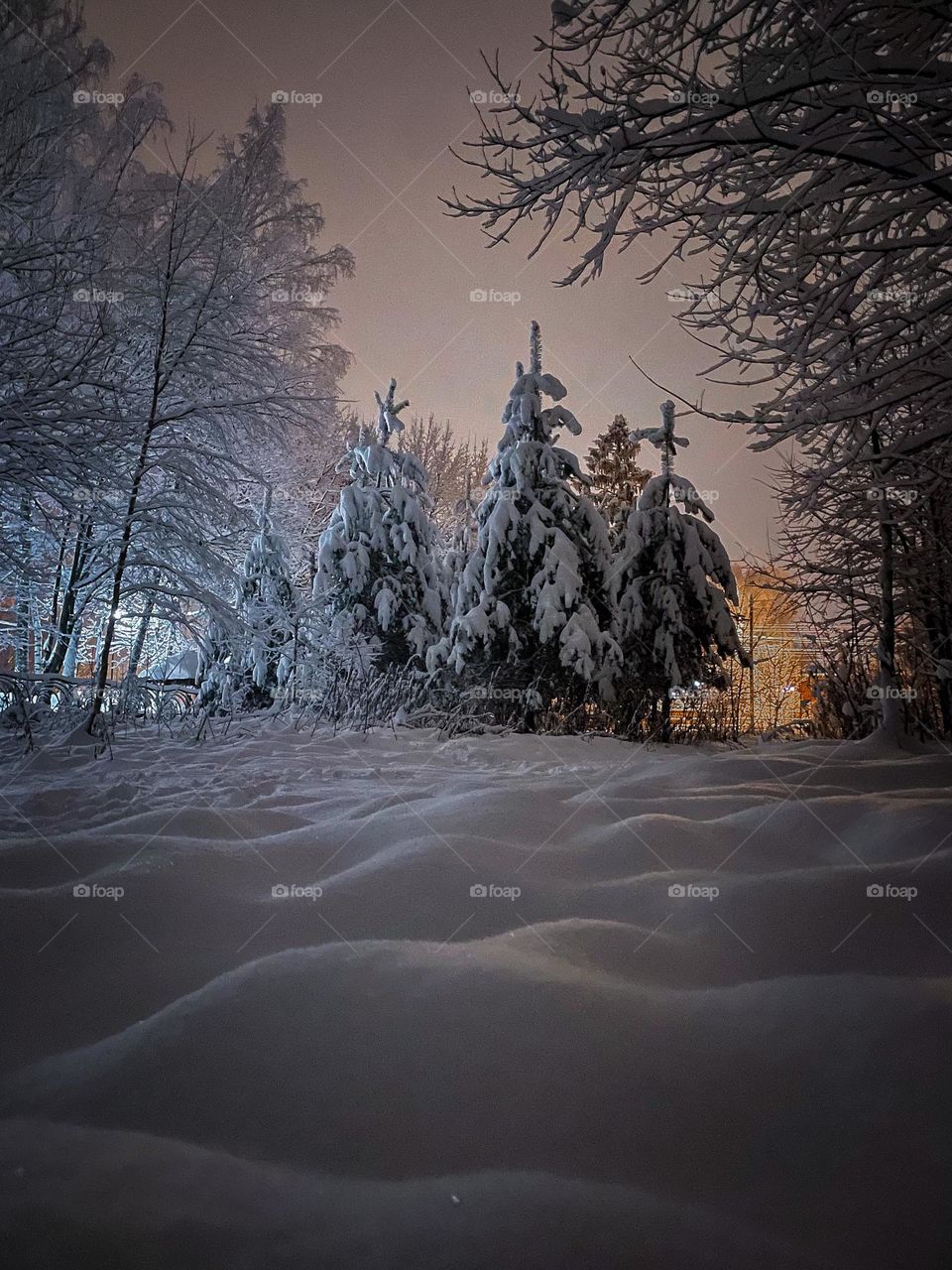 Night scene in winter forest