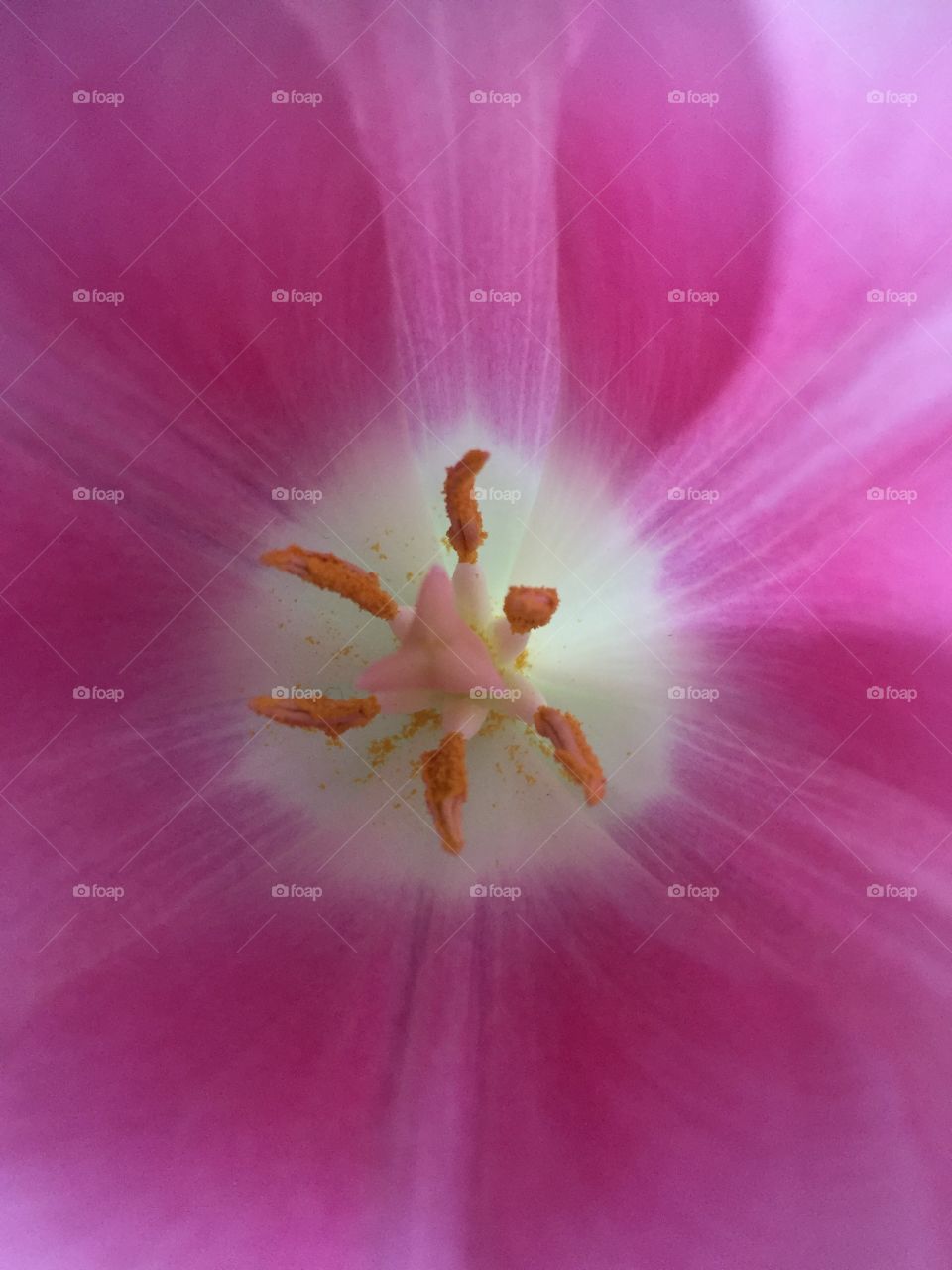 Full frame of pink flower