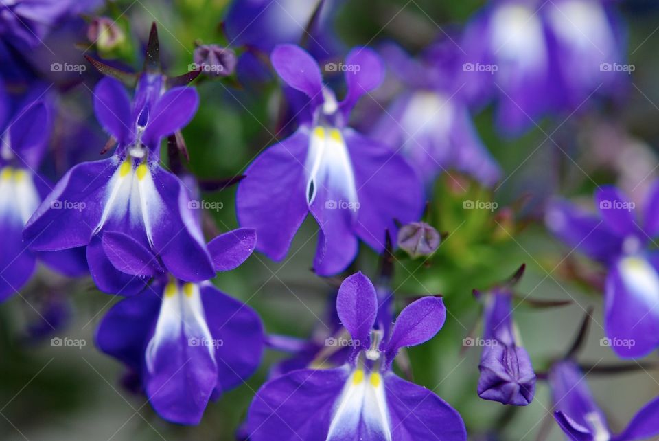 Close up of flowers