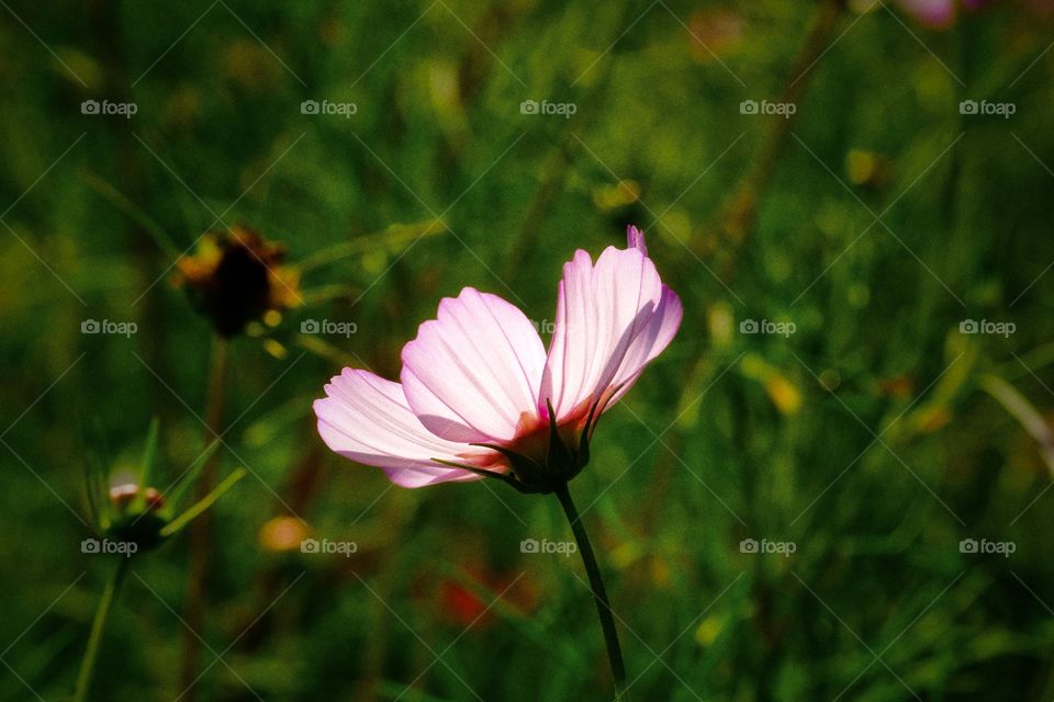 Summer flower taking in the sun