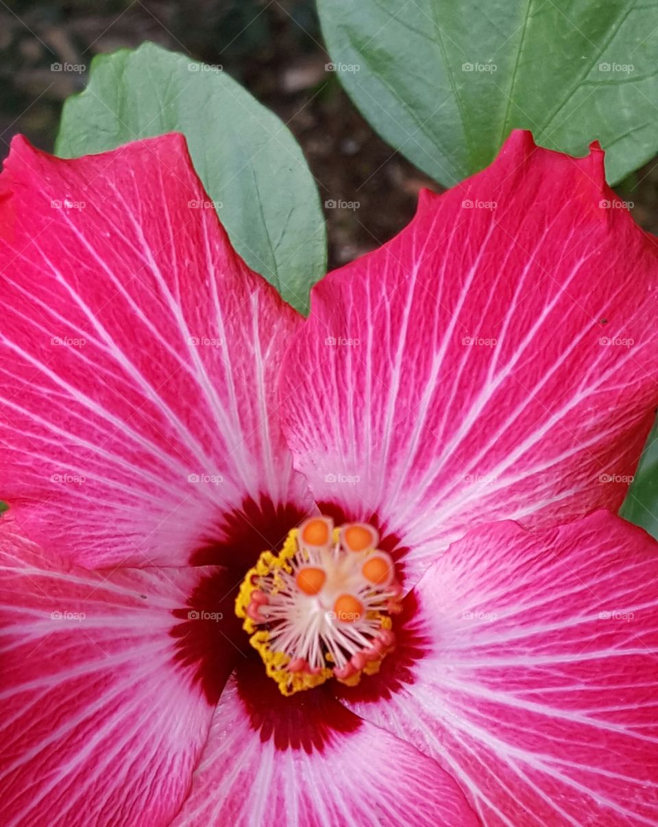 bright pink hibiscus flower
