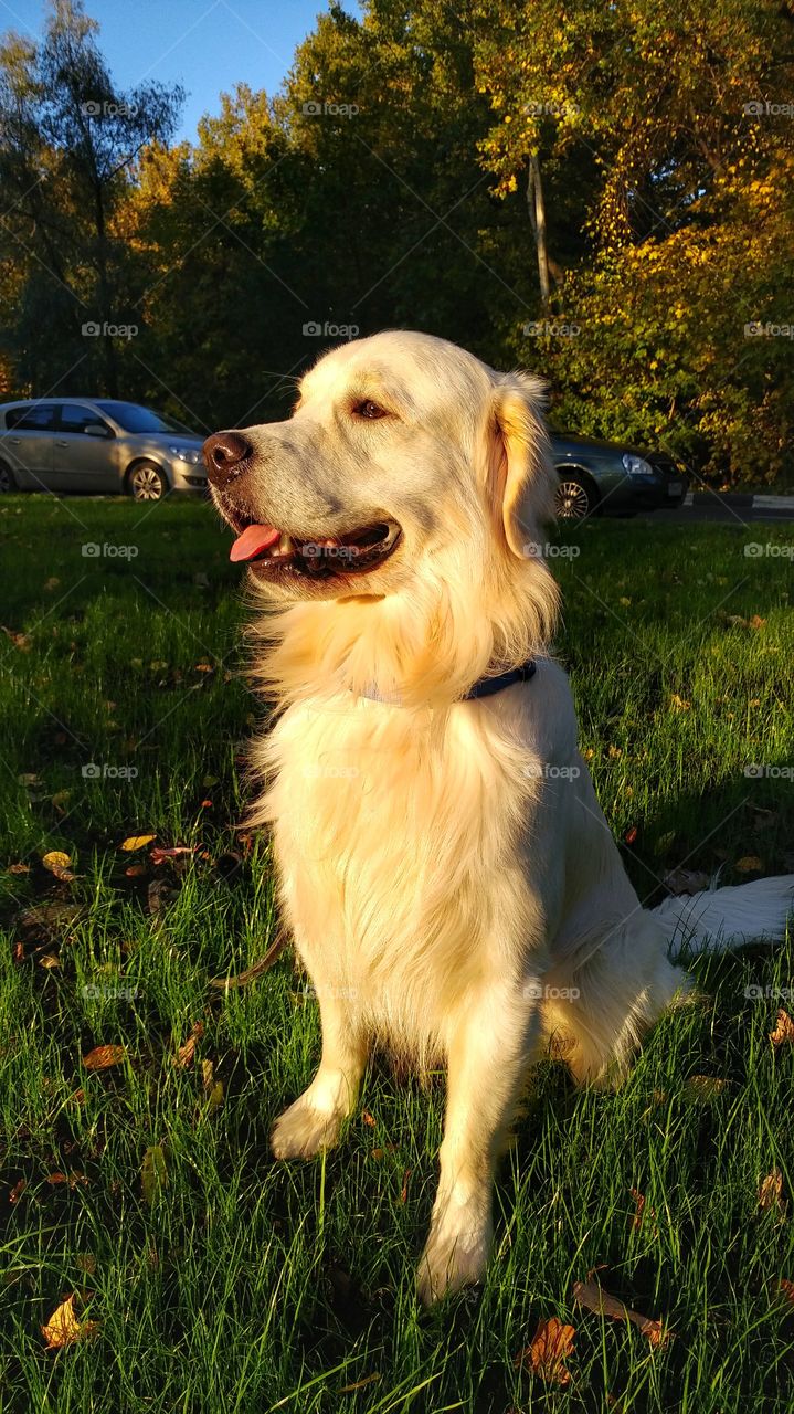 The Sun was getting down when I made this portrait of my dog. 