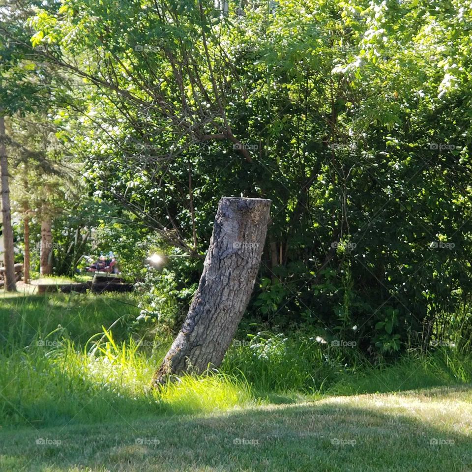 tree stump in grass with trees