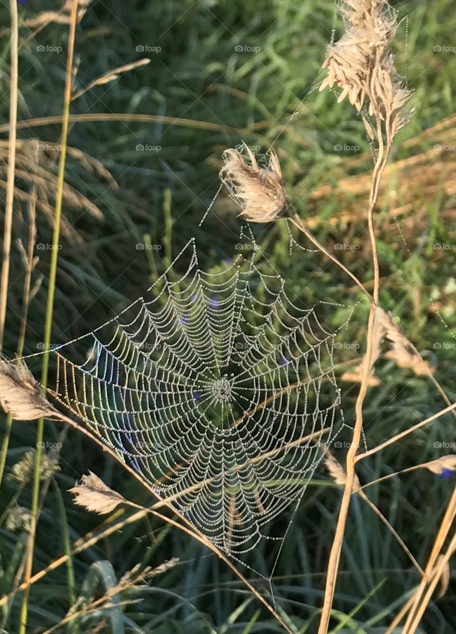 Spider web in a field, first sign of autumn 