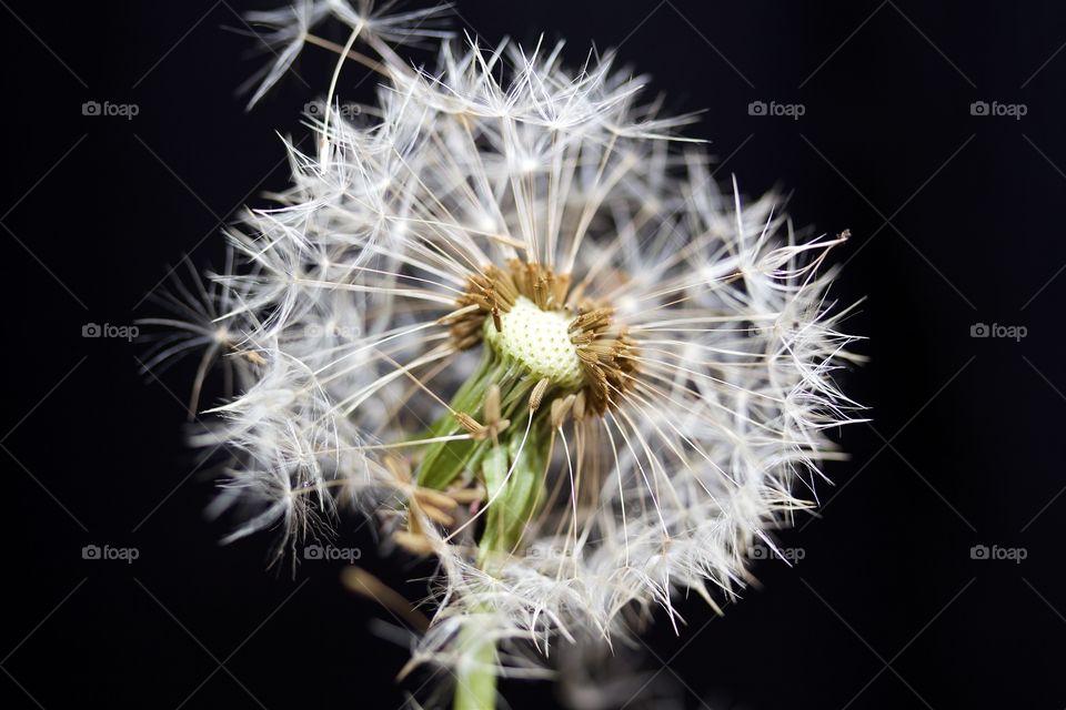 Close-up of a dandelion