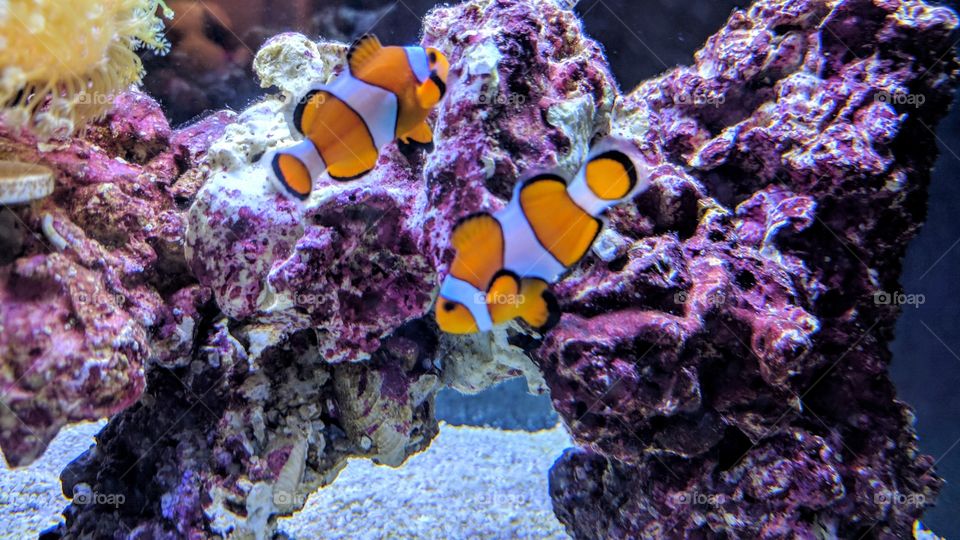 nemo