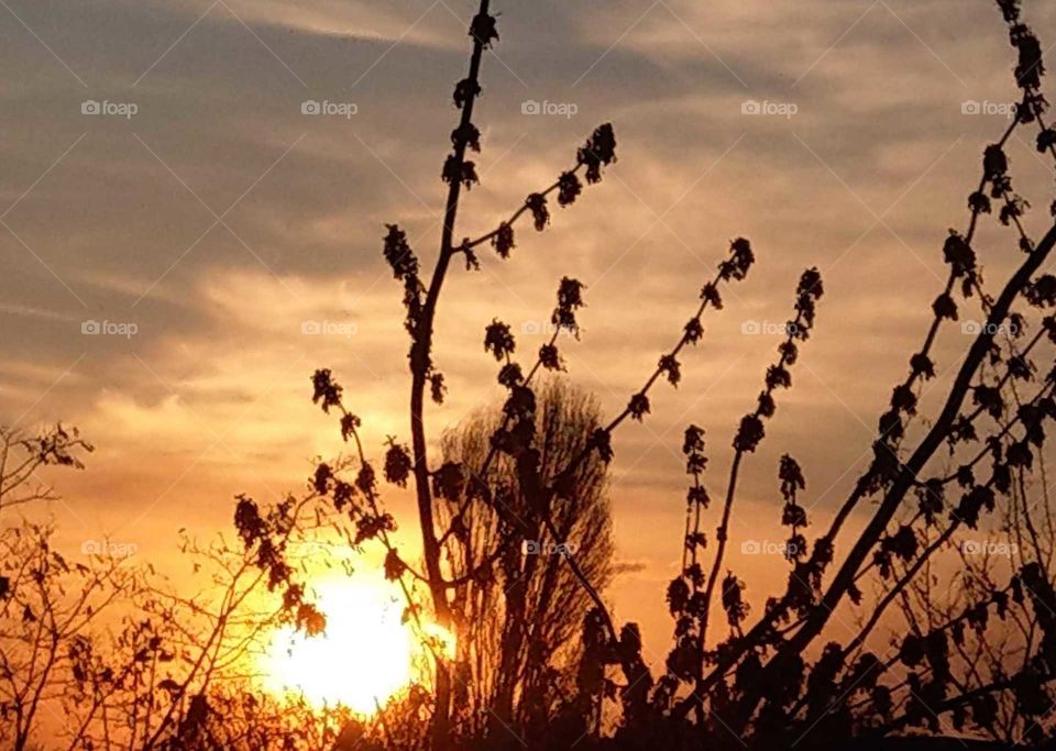 Beautiful dusk with trees, sky and silhouettesof trees looked bright and brilliant.