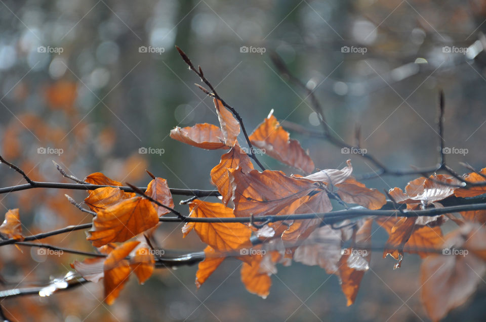 Autumn tree after the rain 