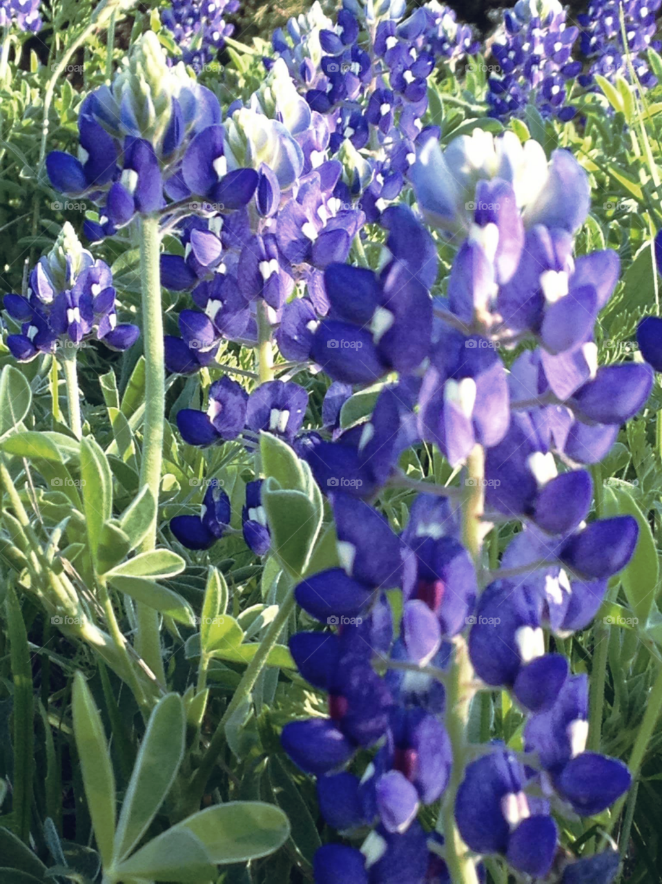 Yexas state flower bluebonnet