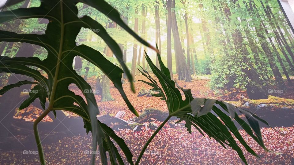 Folhas entre pintura