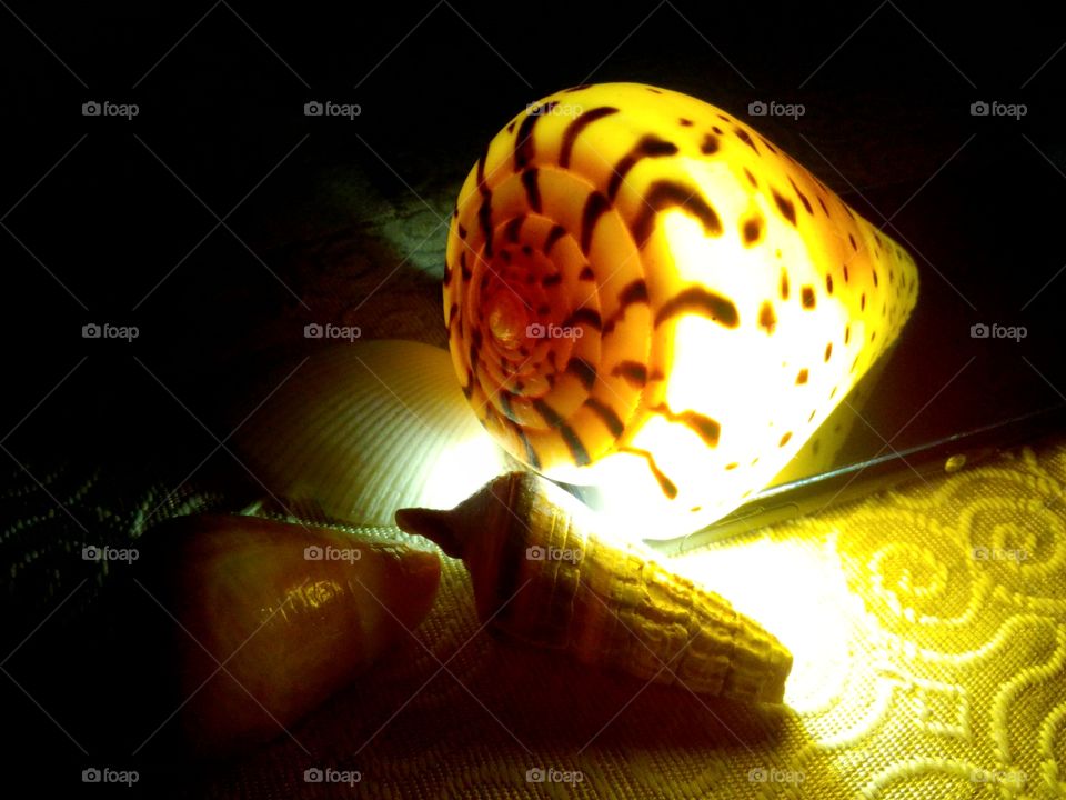 shell on top of a flashlight