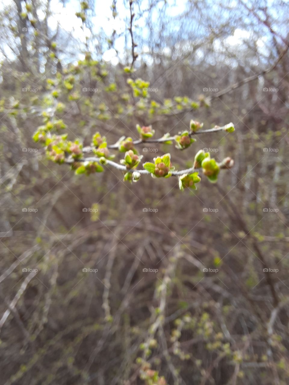 close-up of new leaves and flower buds of spirea